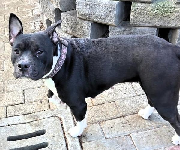 ZARA PIT BULL Foto 3